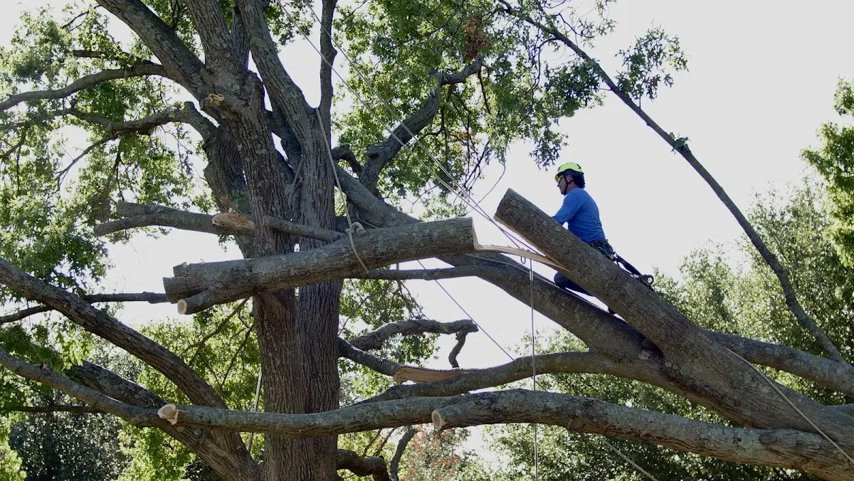 Professional Crown Thinning performed by certified arborists in Wabbaseka