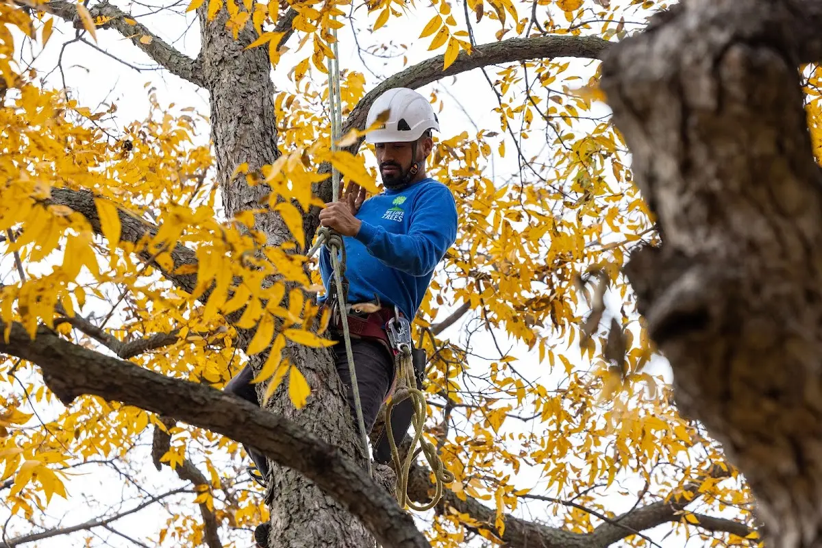 Skilled Tree Planing crew working in Wabbaseka