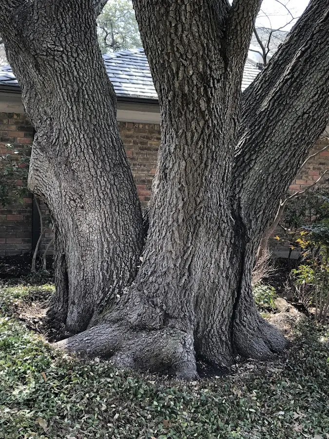 Mature heritage tree close to a Wabbaseka property cared for by certified arborists